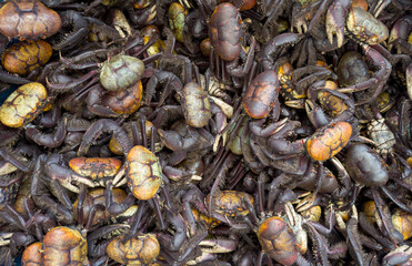 A dense cluster of crabs with prominent claws, displaying a variety of shell colors, predominantly browns and oranges, from a top view.