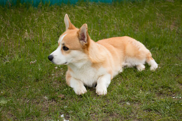 A corgi puppy on a walk. Photo session with a dog. 