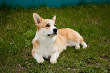 A corgi puppy on a walk. Photo session with a dog. 