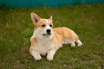 A corgi puppy on a walk. Photo session with a dog. 
