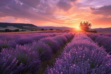 Serene Lavender field at sunset. Nature sky. Generate Ai