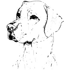 Fototapeta premium black and white portrait of a dog in a lineart