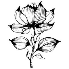 black and white flower art illlustration