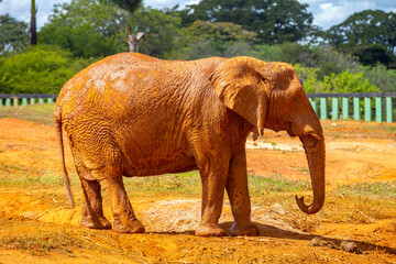 Muddy African elephant (Loxodonta africana) in selective focus 