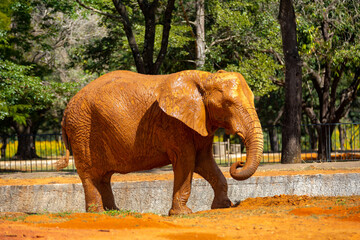 Muddy African elephant (Loxodonta africana) in selective focus 