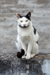 portrait of a  black and white cat sitting  on a cement fence ,looking at the camera, against gray background. selective focus