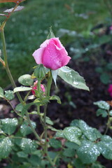 Pink Rosebud With Droplets Unfurls