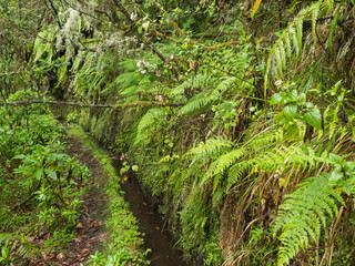 narrow footpath along levada, water irrigation channel with dense tropical forest plants and vegetation. Levada Caldeirao Verde and Caldeirao do Inferno hiking trail, Madeira island, Portugal