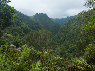 View of green hills, mountain landscape with dense tropical forest plants and vegetation at levada Caldeirao Verde and Caldeirao do Inferno hiking trail, Madeira, Portugal