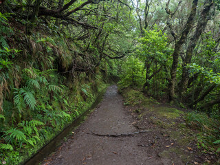 narrow footpath along levada, water irrigation channel with dense tropical forest plants and vegetation. Levada Caldeirao Verde and Caldeirao do Inferno hiking trail, Madeira island, Portugal