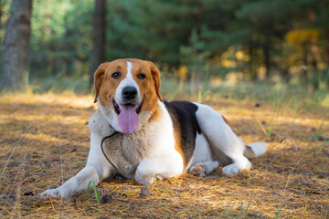 The Estonian hound hunting dog of brown -white color lies on the ground in the forest. He looks at the lens. Smiling. The mouth is open, the tongue is visible. half-breed