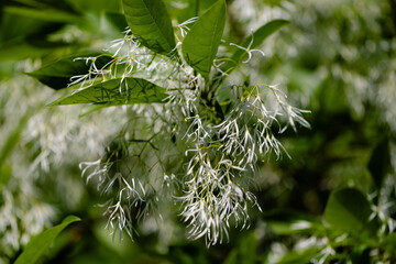 White flowers of fringe tree or Chionanthus Virginicus, beautiful blossom of white fringe tree