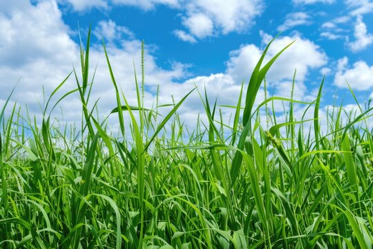 Fresh and Healthy Johnson Grass with Seeds Growing in a Beautiful Meadow Landscape
