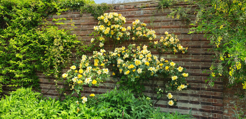 Austrian Copper Rose on an old stone wall