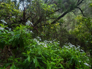 Wet rainy dense tropical laurel forest vegetation with ferns, moss and stones at Levada Caldeirao Verde and Caldeirao do Inferno hiking trail, Madeira island, Portugal