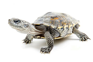 Fototapeta premium Ornate Diamondback Terrapin: Aquatic Fauna of America in Florida's Mangroves - Isolated on White