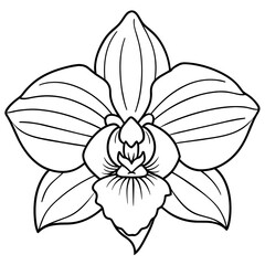 Orchid flower outline coloring book page line art drawing vector illustration for children and adults