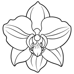 Orchid flower outline coloring book page line art drawing vector illustration for children and adults
