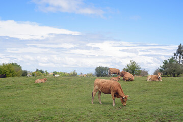 Vacas marrones en pradera de hierba en Asturias