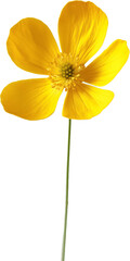 Obraz premium A bright yellow buttercup flower, close-up against a white background. 