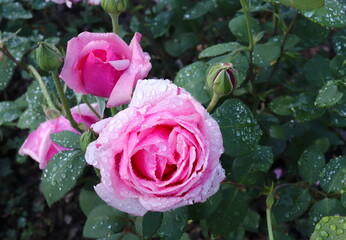 Raindrops on Roses in Spring