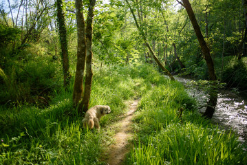 Perro cagando en bosque de Asturias