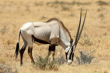 Beisa Oryx Grazing on Vegetation in Kenya's Samburu Game Reserve. Antelope eating grass 