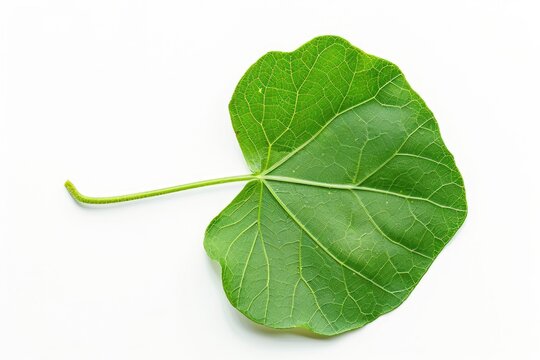 Guduchi Leaf and Stem - Fresh Green Macro Closeup of Tinospora Cordifolia Herb. Ayurveda