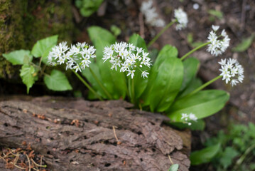 Wild garlic blooms in spring with beautiful white flowers in forest near a tree that fell from strong wind, beautiful natural background