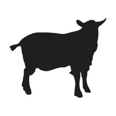 black goat with silhouette, white background
