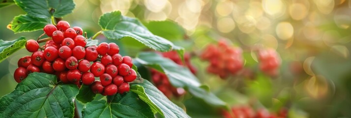 Siberian Ginseng - Traditional Chinese Medicine Herb. Wide Panorama Image of Bunch in Garden