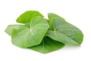 Guduchi: Fresh Green Medicinal Herb for Traditional Ayurveda Medicine. Macro Closeup of Tinospora