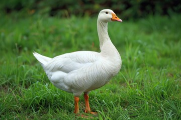 Obraz premium Majestic Toulouse Goose on a Farm. A Close-up Shot of a Domestic Goose with Beautiful Feathers
