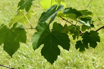 Grape Leaves at Vineyard