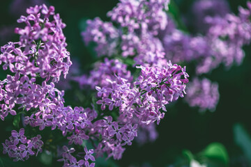 Beautiful lilac lilac blooms in spring, spring, flowering