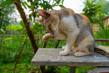 Cat Licking it's foot close up shot by Sony ILCE 6400 with Aperture 3.6 ISO 100