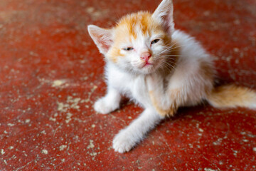 Cute Kitten Cat extreme close up shot by Sony ILCE 6400 with Aperture 4.6 ISO 100