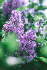 Obraz premium Beautiful purple lilac blooms in spring, spring, flowering