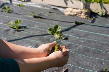strawberries under a black film in rows. Planting seedlings of berries in the garden, watering flowers