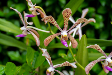 Beautiful Aranda Hilda Galistan blooming 28 shot by Sony ALPHA ILCE-6400 under natural light conditions