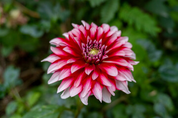 Red Dahlia Flower Full Bloom