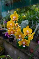 Beautiful Orchids Blooming in an Orchidarium 12 shot by Sony ALPHA ILCE-6400 under natural light conditions. Exclusive on Adobe Stock