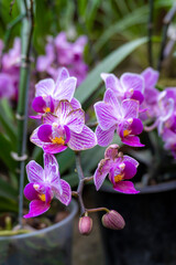 Beautiful Phalaenopsis Orchid Blooming in an Orchidarium 7 shot by Sony ALPHA ILCE-6400 under natural light conditions Exclusive on Adobe Stock