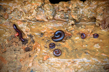 Coiled, curled up and stretched Giant African Millipedes (Archispirostreptus gigas) in the soil of South Africa