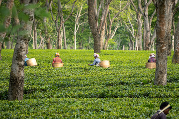 Women Plucking Tea Leaves in a Tea Garden of Assam. Shot in Sony ALPHA ILCE-6400 Exclusive on Adobe Stock