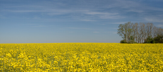 A vast rapeseed field near Trossingen, golden in the morning sun. Endless rows of brightly yellow...