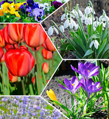 Photo of spring flowers. collage.