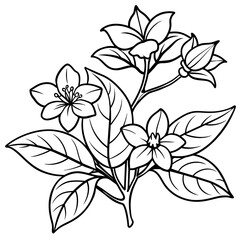 Jasmine flower outline coloring book page line art drawing vector illustration for children and adults