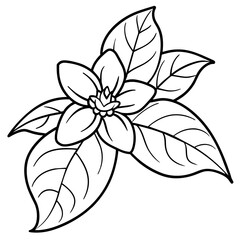 Jasmine flower outline coloring book page line art drawing vector illustration for children and adults