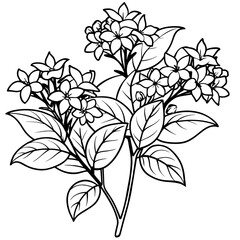 Jasmine flower outline coloring book page line art drawing vector illustration for children and adults